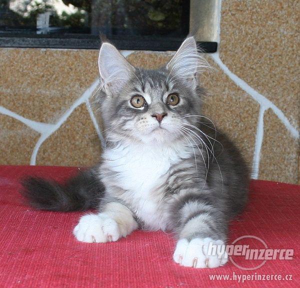 Mainská mývalí koťátka s PP - kočička Ida - k odbě - foto 3