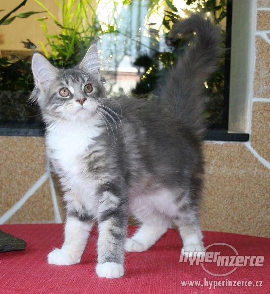 Mainská mývalí koťátka s PP - kočička Ida - k odbě - foto 5