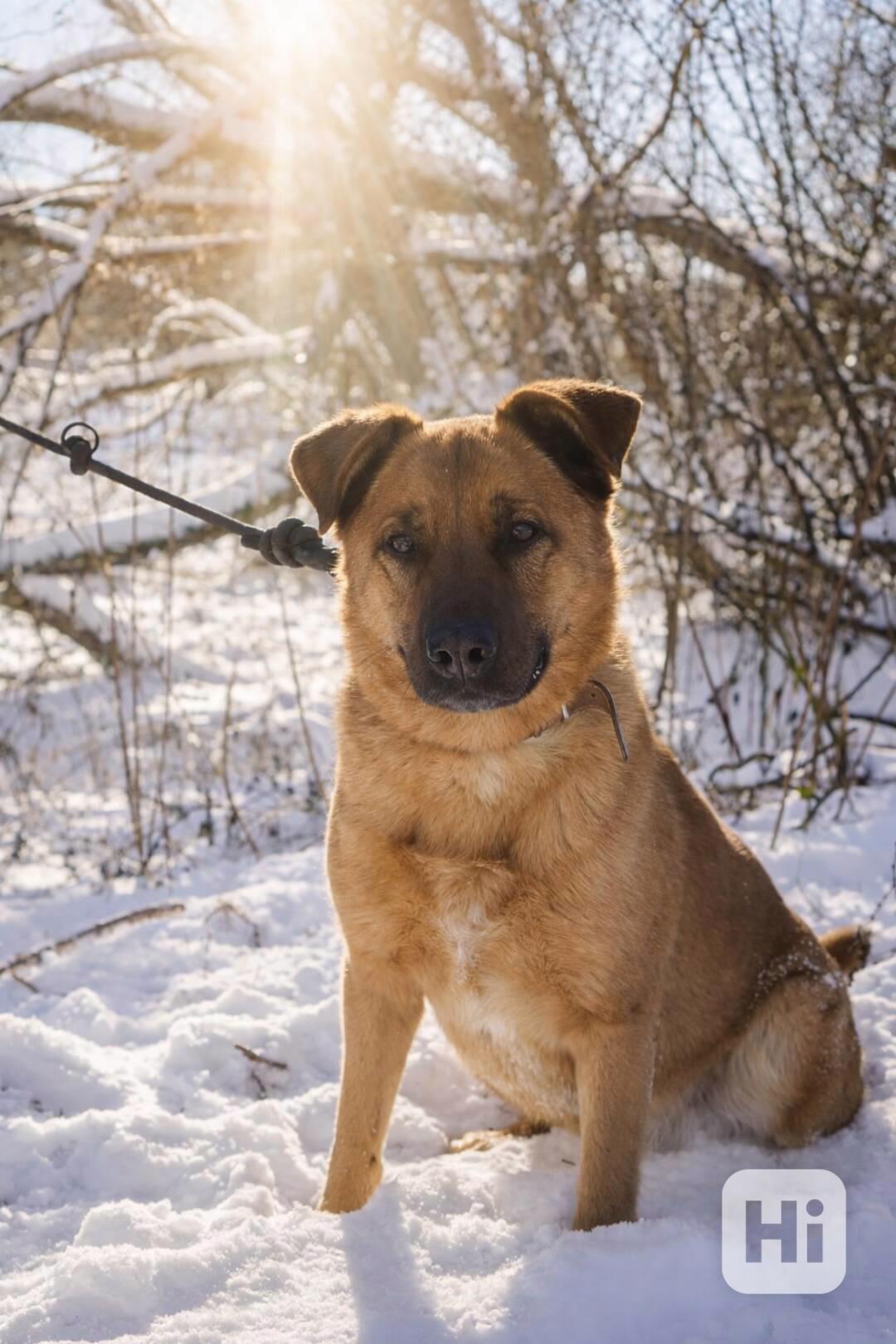 YOGI - kastrovaný psík 4 roky  - foto 1