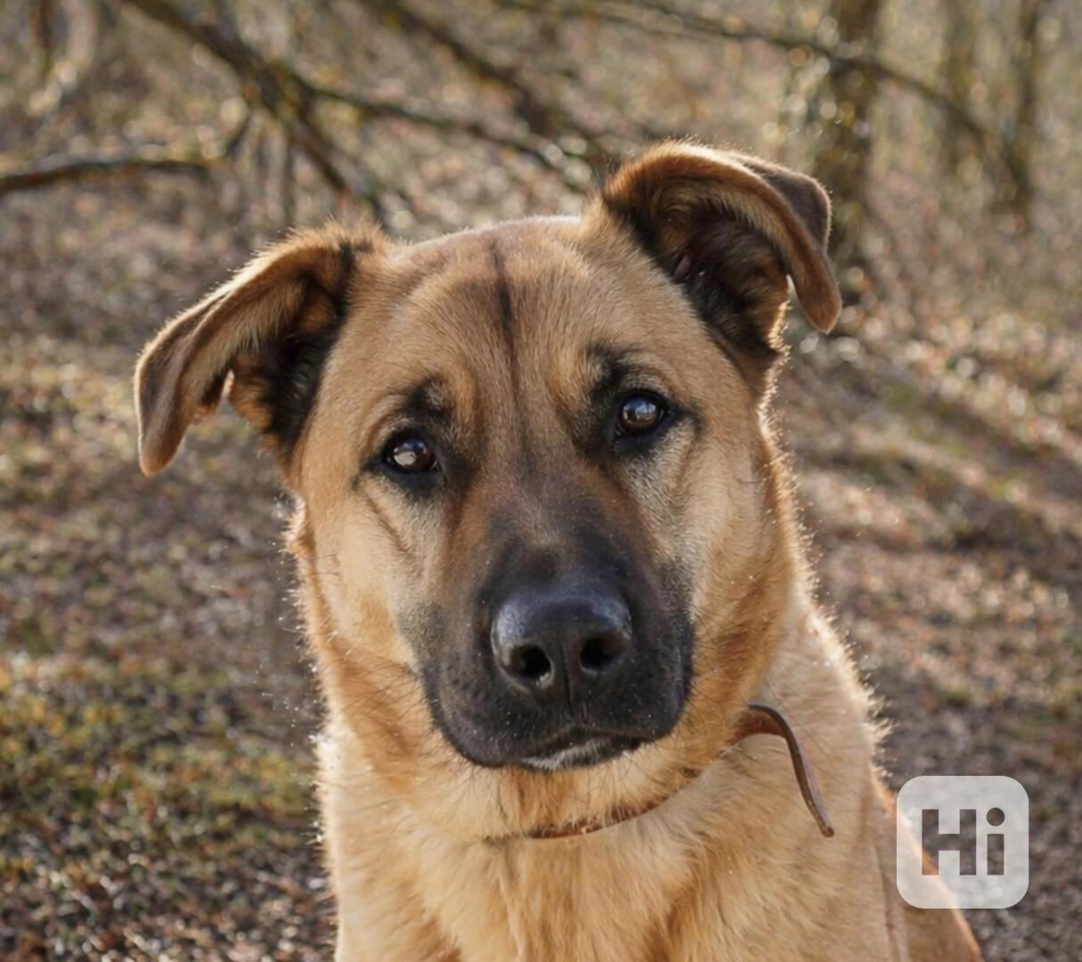 YOGI - kastrovaný psík 4 roky  - foto 1