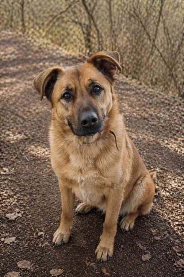 YOGI - kastrovaný psík 4 roky  - foto 4