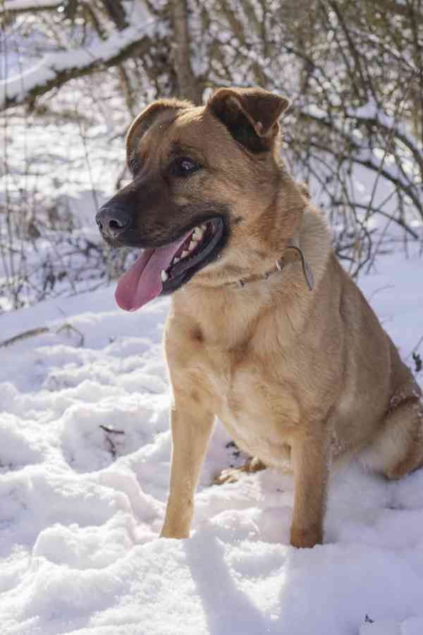 YOGI - kastrovaný psík 4 roky  - foto 5