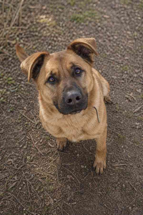 YOGI - kastrovaný psík 4 roky  - foto 2