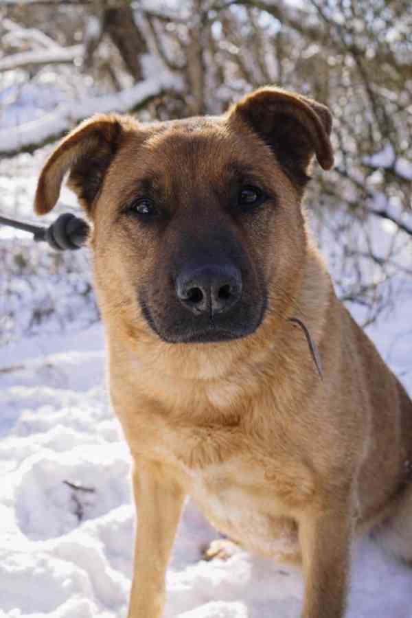 YOGI - kastrovaný psík 4 roky  - foto 2