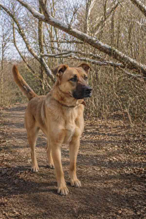 YOGI - kastrovaný psík 4 roky  - foto 5