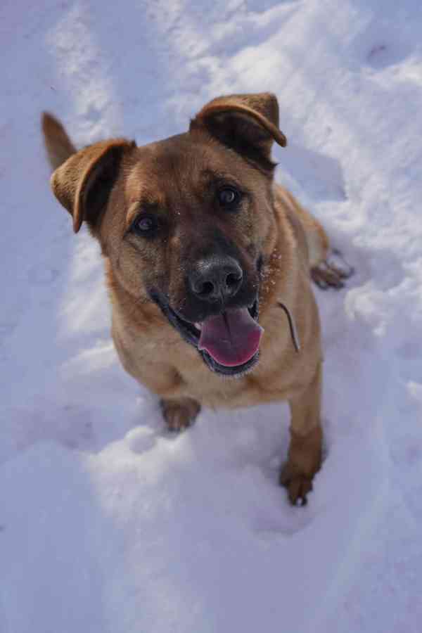 YOGI - kastrovaný psík 4 roky  - foto 3