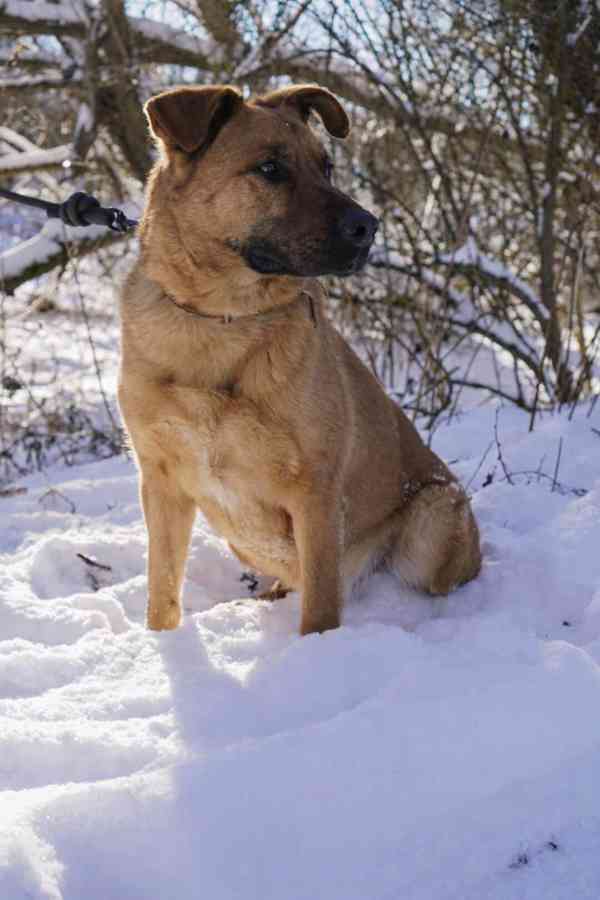 YOGI - kastrovaný psík 4 roky  - foto 4