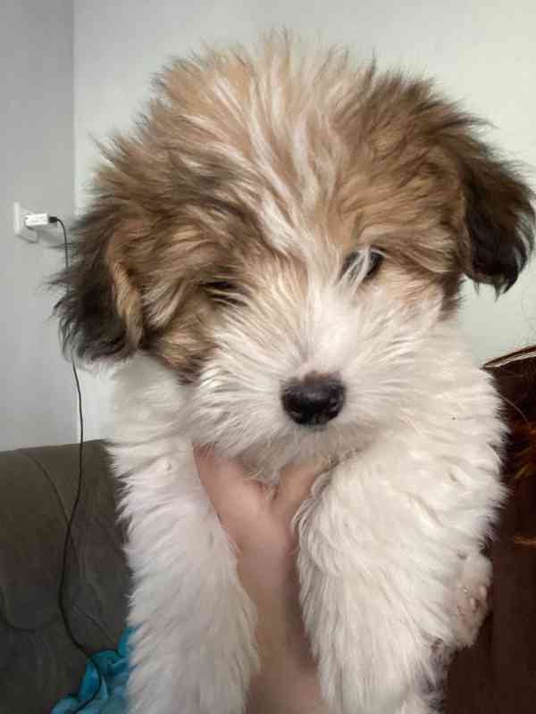 Coton de tulear  - foto 3