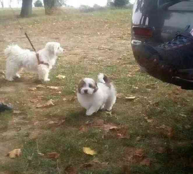 Coton de tulear  - foto 4