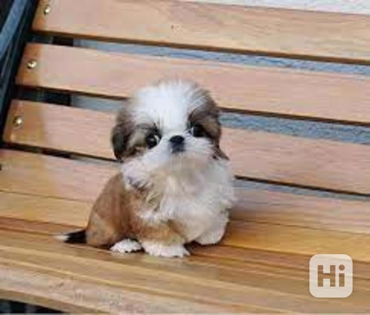 Rozkošná štěňata Shih Tzu, samec a samice - foto 1