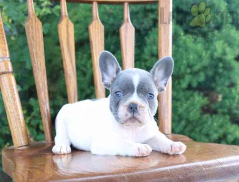 Francouzský buldoček na prodej bez pp - foto 2