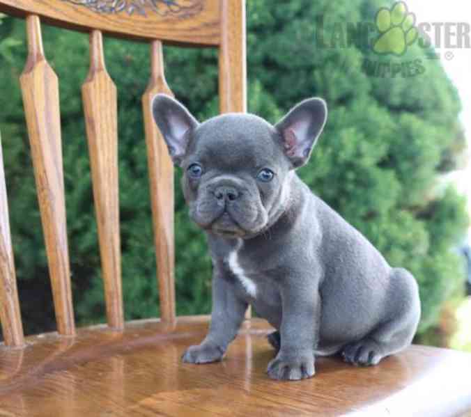 Francouzský buldoček na prodej bez pp - foto 1