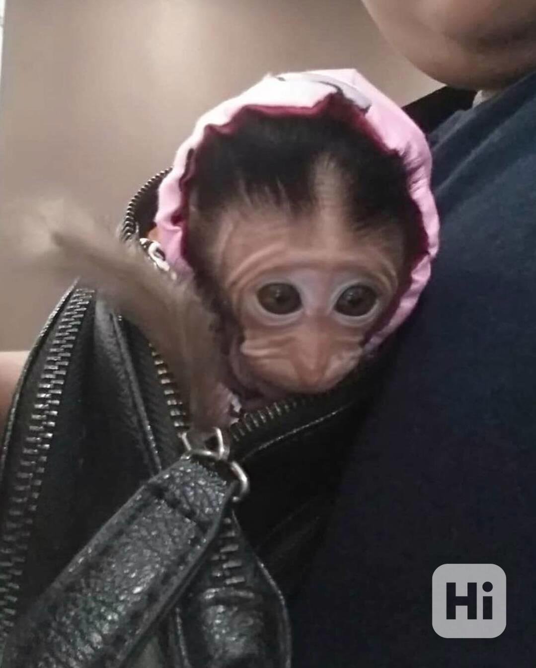 Rozkošné kapucínské opice připravené připojit se k vaší milu - foto 1