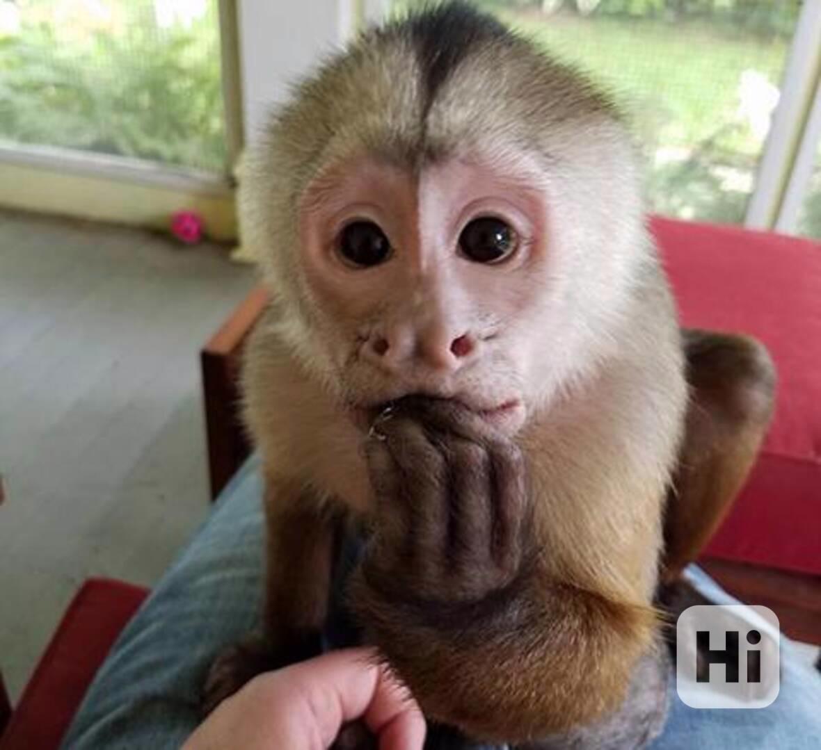Mláďata kapucínských opic samec a samice k prodeji - foto 1
