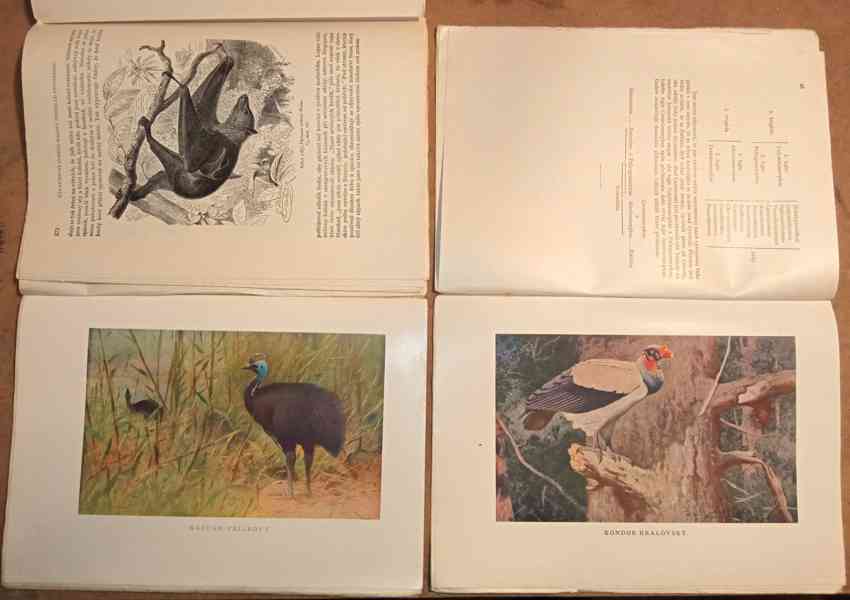 Velký Brehmův život zvířat  - foto 2