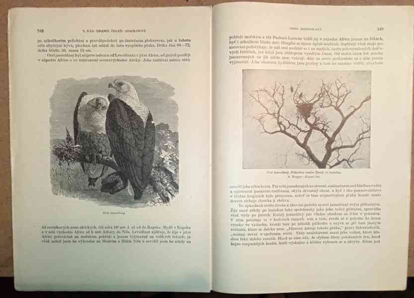 Velký Brehmův život zvířat  - foto 5