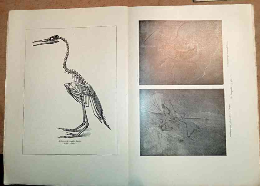 Velký Brehmův život zvířat  - foto 4