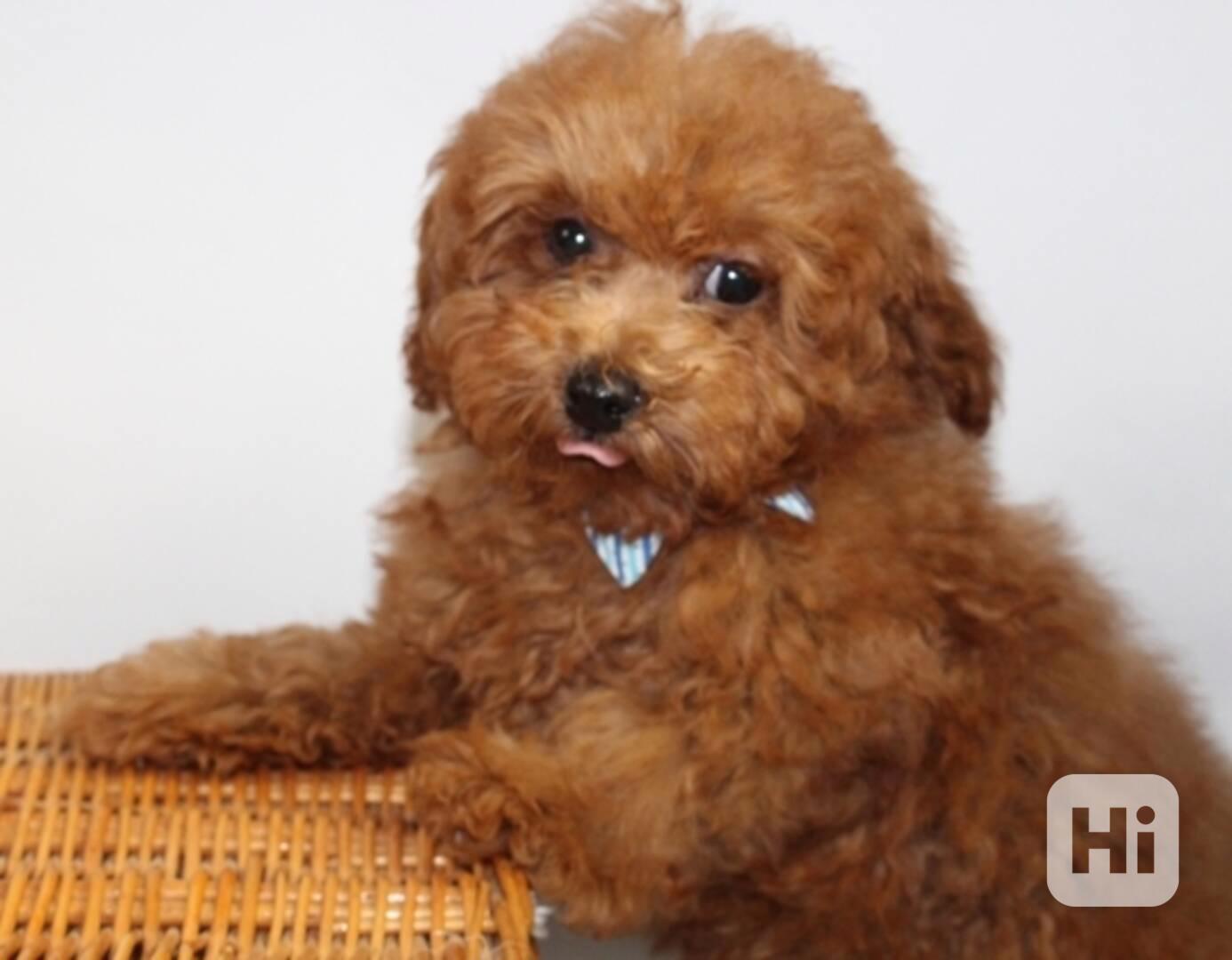 Prodám roztomilé toy pudly - foto 1