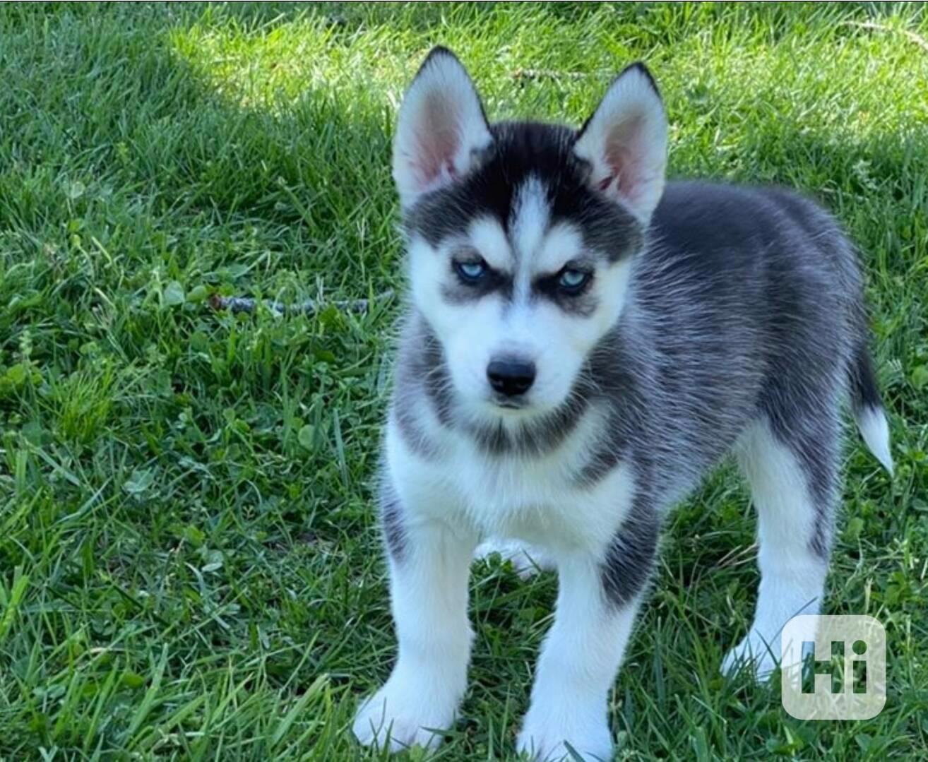 Štěňata čistokrevného černobílého huskyho na prodej - foto 1