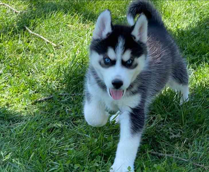 Štěňata čistokrevného černobílého huskyho na prodej - foto 5