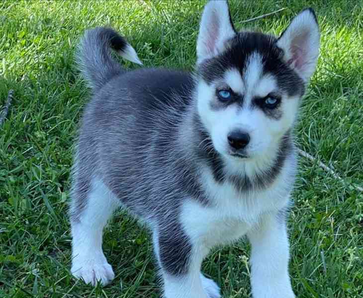 Štěňata čistokrevného černobílého huskyho na prodej - foto 2
