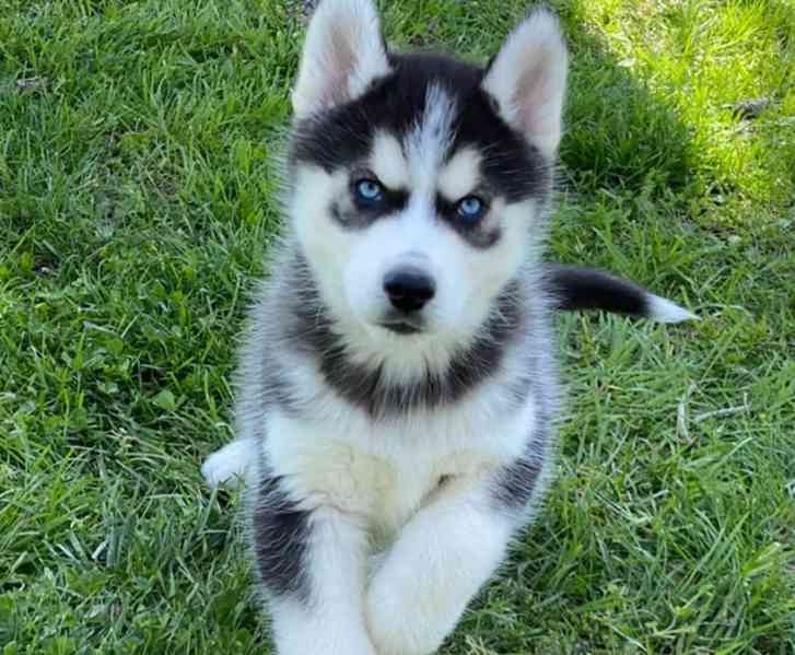 Štěňata čistokrevného černobílého huskyho na prodej - foto 4