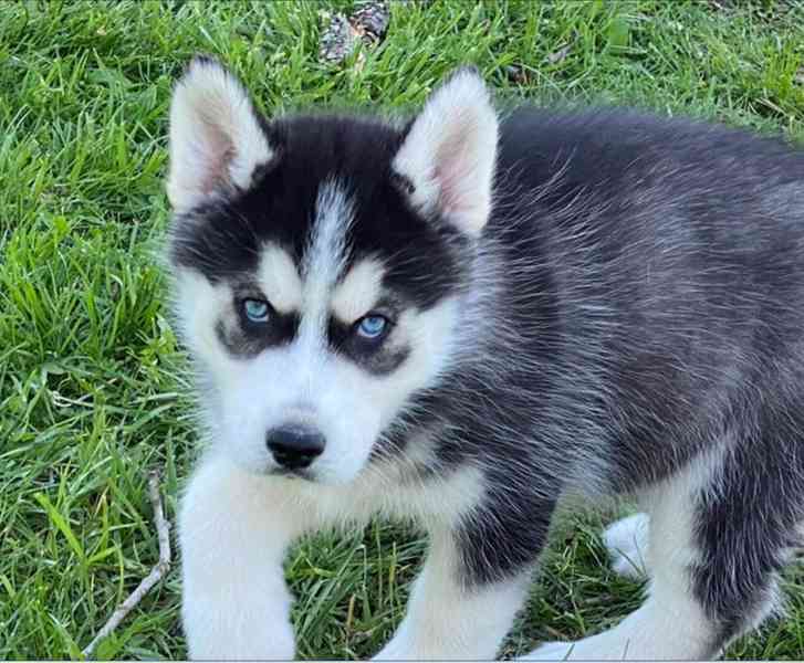 Štěňata čistokrevného černobílého huskyho na prodej - foto 3
