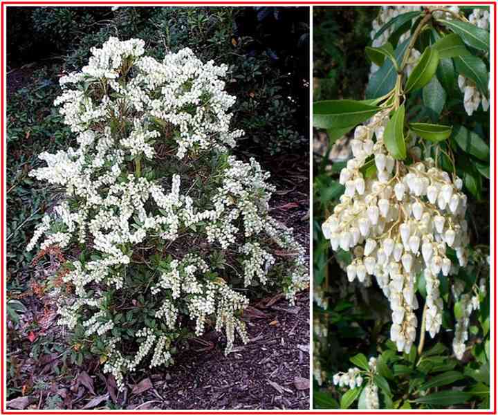 PIERIS JAPONICA - SEMENA - foto 1