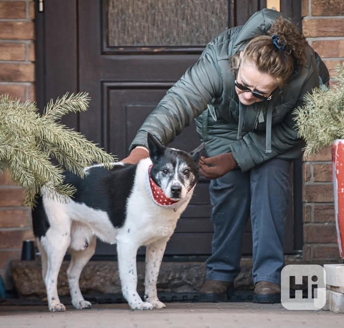 PIŠKOTEK - 18 kg, kastrovaný psík 10 let  - foto 1
