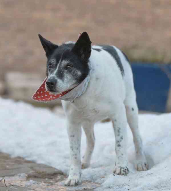 PIŠKOTEK - 18 kg, kastrovaný psík 10 let  - foto 2