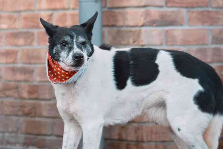 PIŠKOTEK - 18 kg, kastrovaný psík 10 let  - foto 6