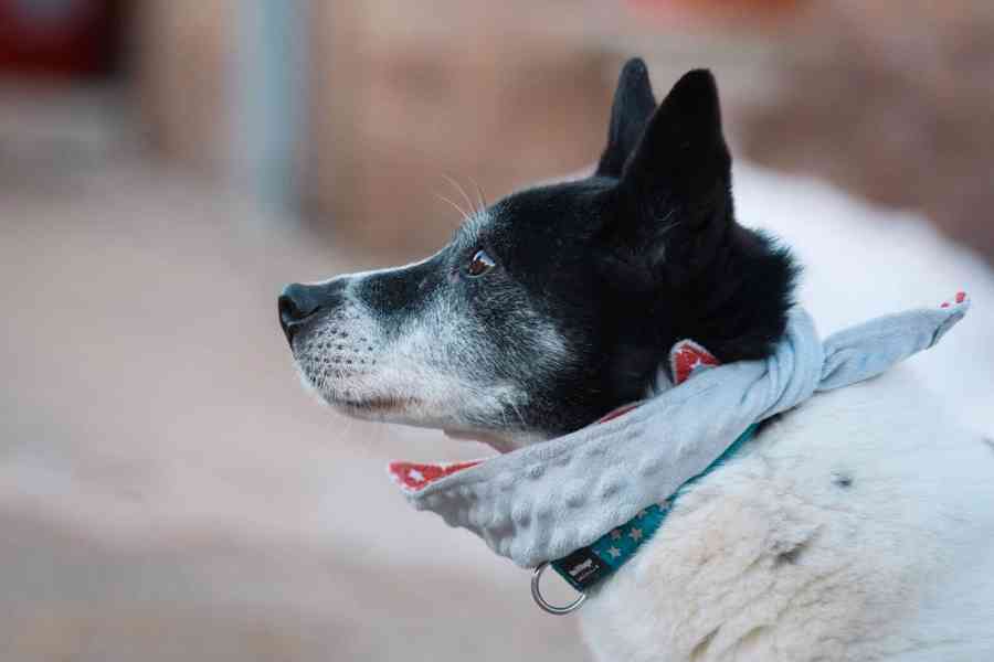 PIŠKOTEK - 18 kg, kastrovaný psík 10 let  - foto 5