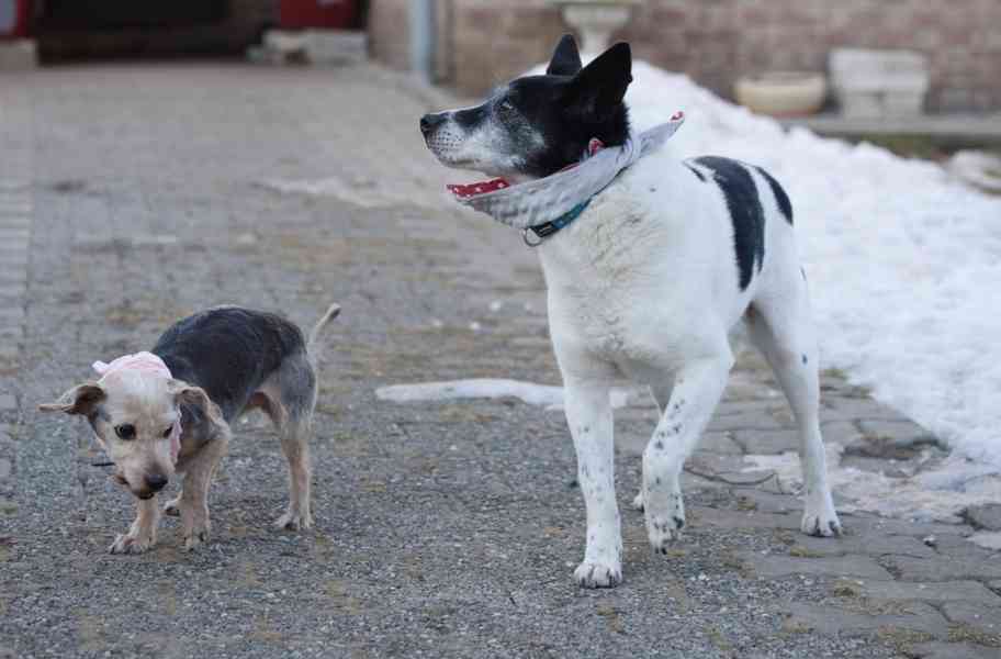 PIŠKOTEK - 18 kg, kastrovaný psík 10 let  - foto 3