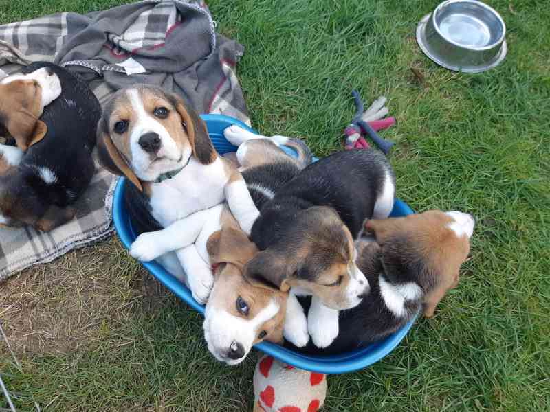 Koupit čistokrevná štěňata bígla - foto 2