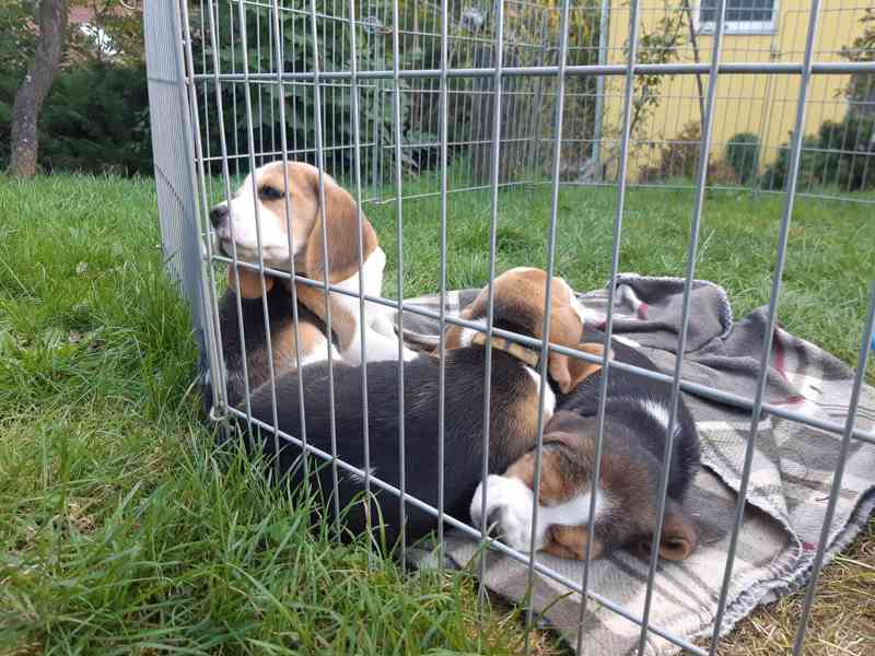 Koupit čistokrevná štěňata bígla - foto 6