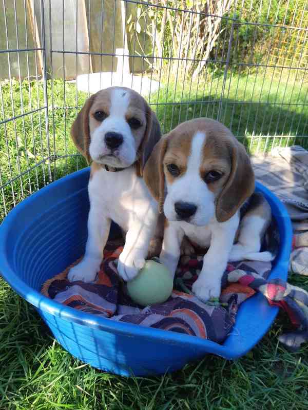 Koupit čistokrevná štěňata bígla - foto 5