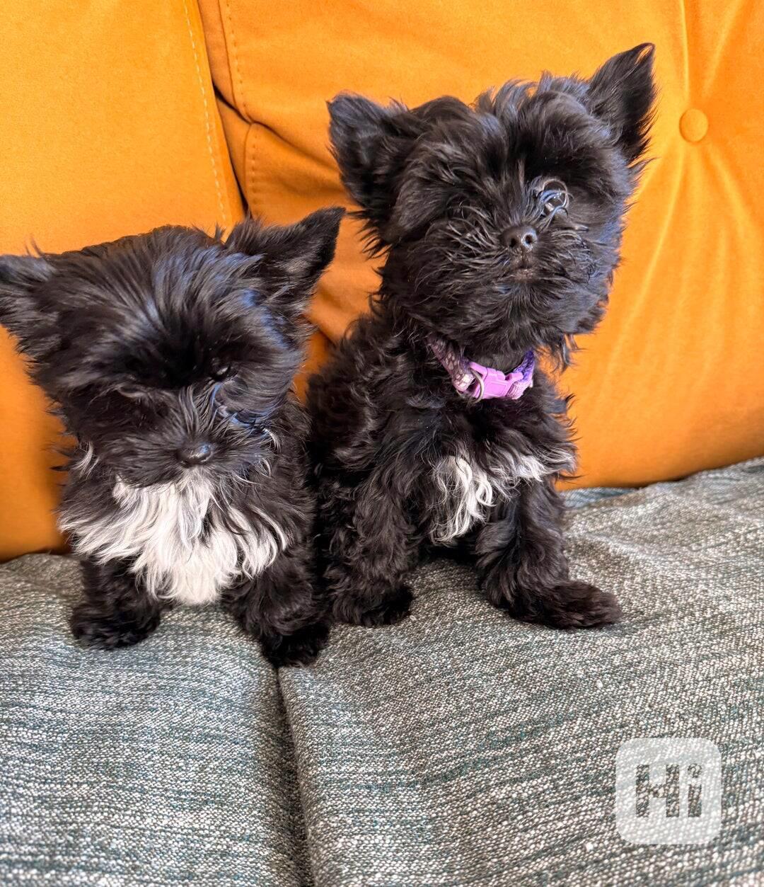 🖤Krásná holčička yorkshirského teriéra připravená k odchodu - foto 1