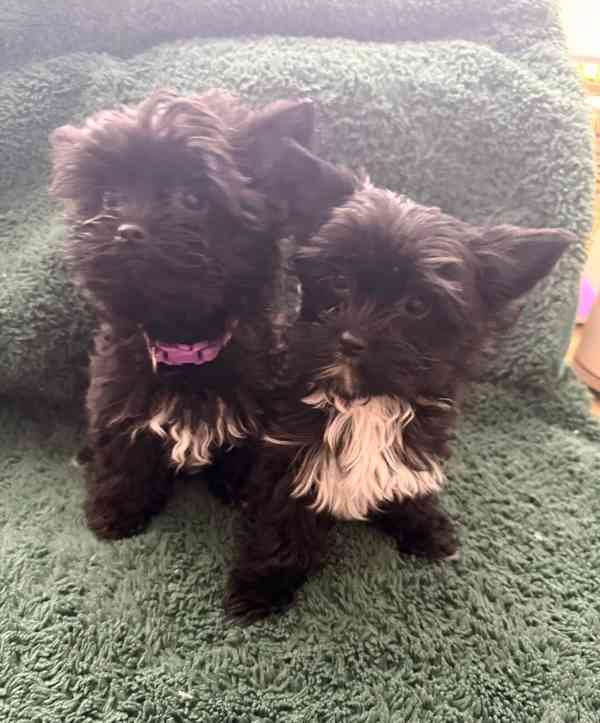 🖤Krásná holčička yorkshirského teriéra připravená k odchodu - foto 3