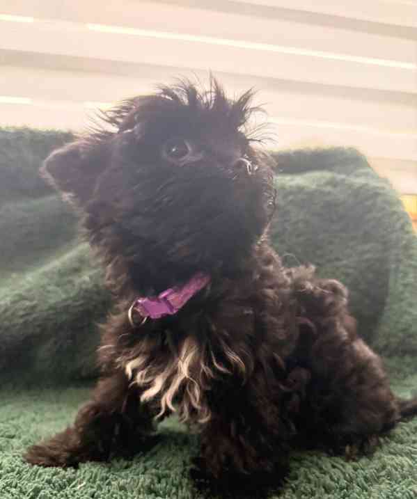 🖤Krásná holčička yorkshirského teriéra připravená k odchodu - foto 4