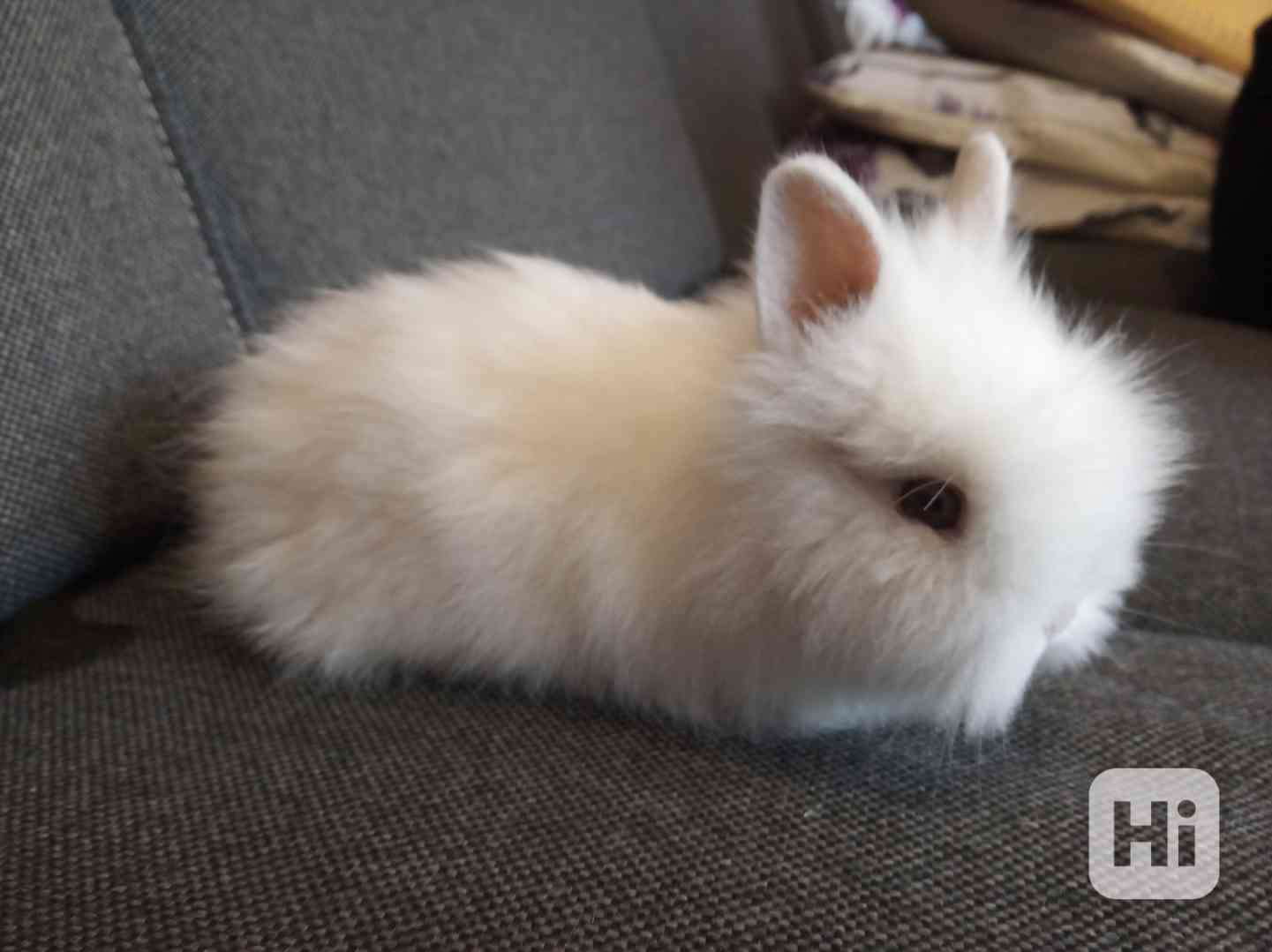 Mláďátko teddy králíčka - foto 1