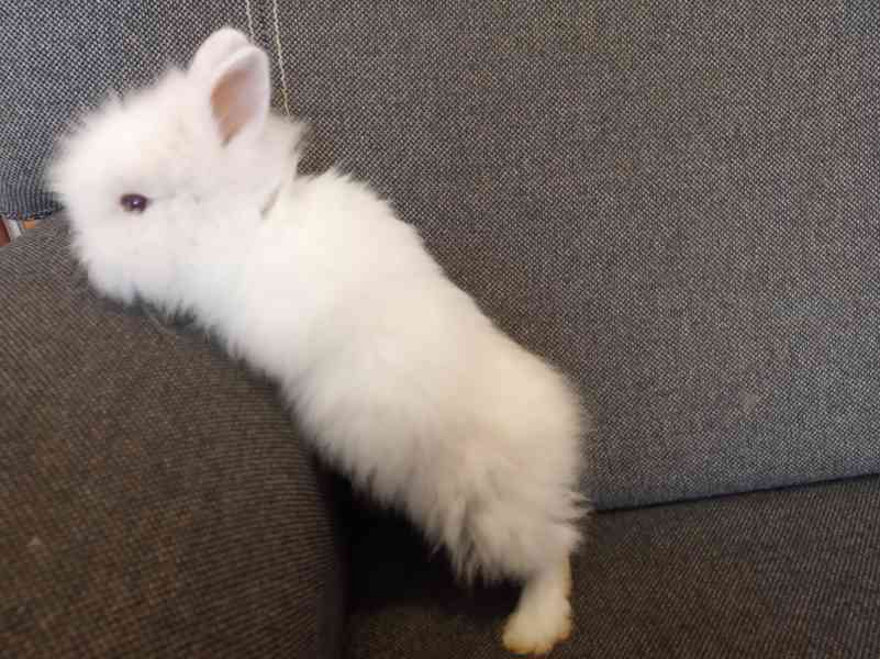 Mláďátko teddy králíčka - foto 2
