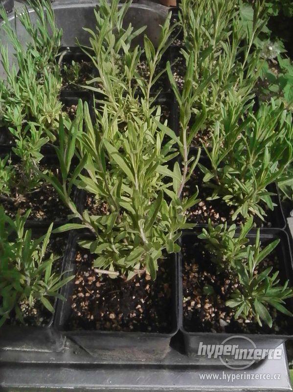 Levandule lékařská (levandula angustifolia) - foto 1