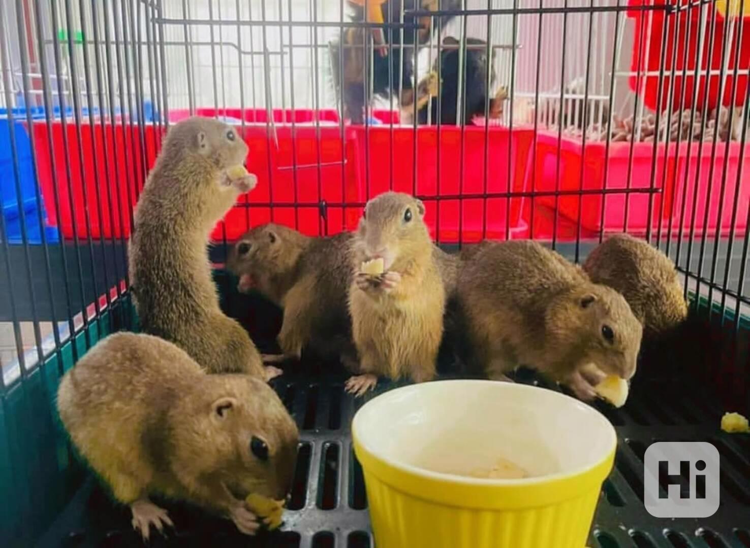 Kapybary k adopci zdarma - foto 1