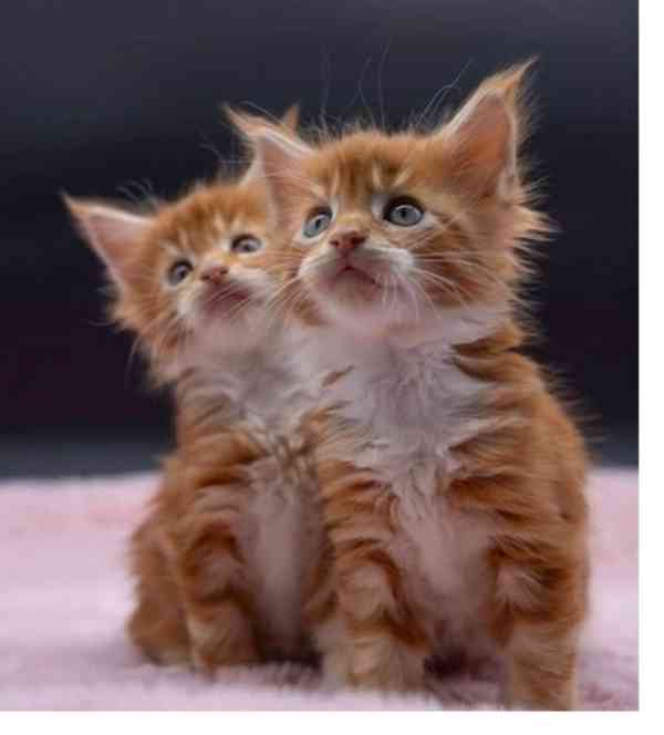 Koťata Mainské mývalí kočky - foto 1