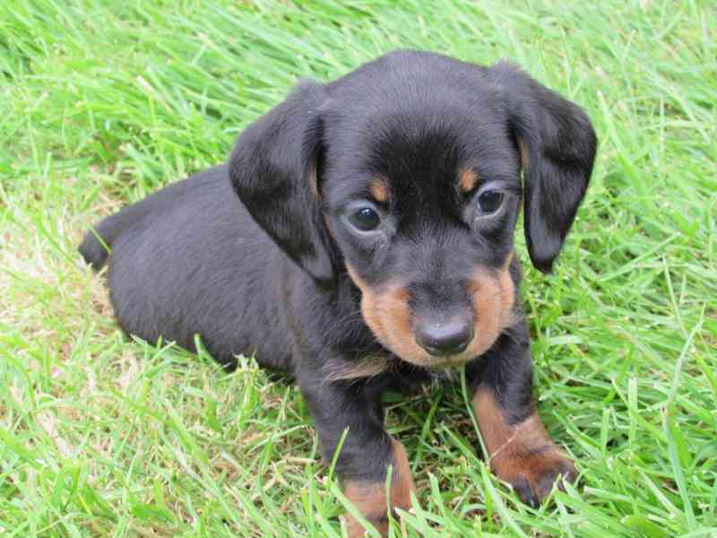 Štěňata jezevčíka k adopci.