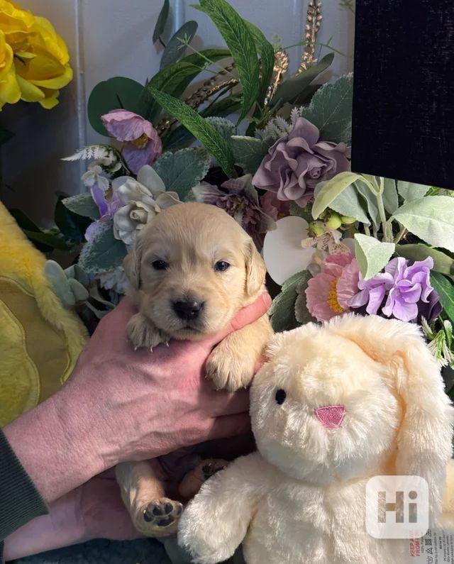 Pouze 1 kluk štěňata zlatého retrívra plemene Kc reg. - foto 1