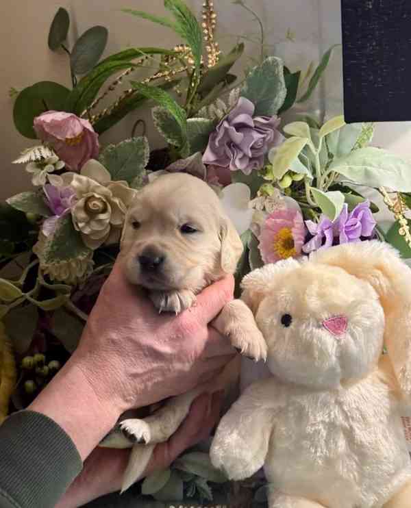 Pouze 1 kluk štěňata zlatého retrívra plemene Kc reg. - foto 4