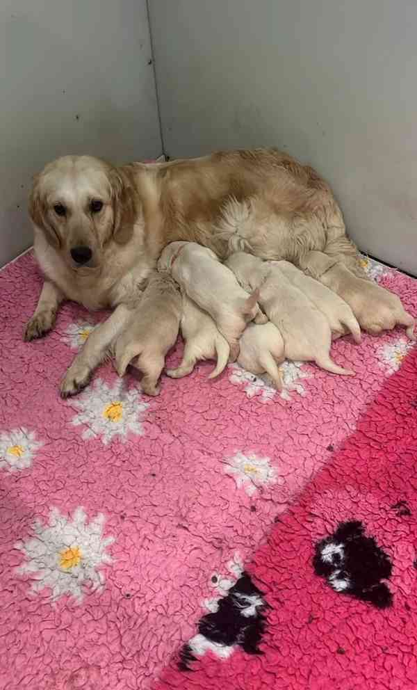 Pouze 1 kluk štěňata zlatého retrívra plemene Kc reg. - foto 5