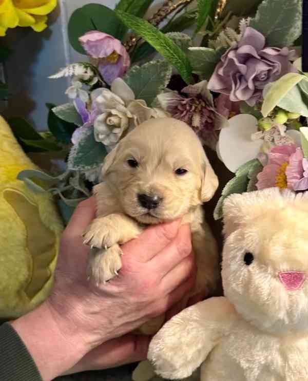 Pouze 1 kluk štěňata zlatého retrívra plemene Kc reg. - foto 3