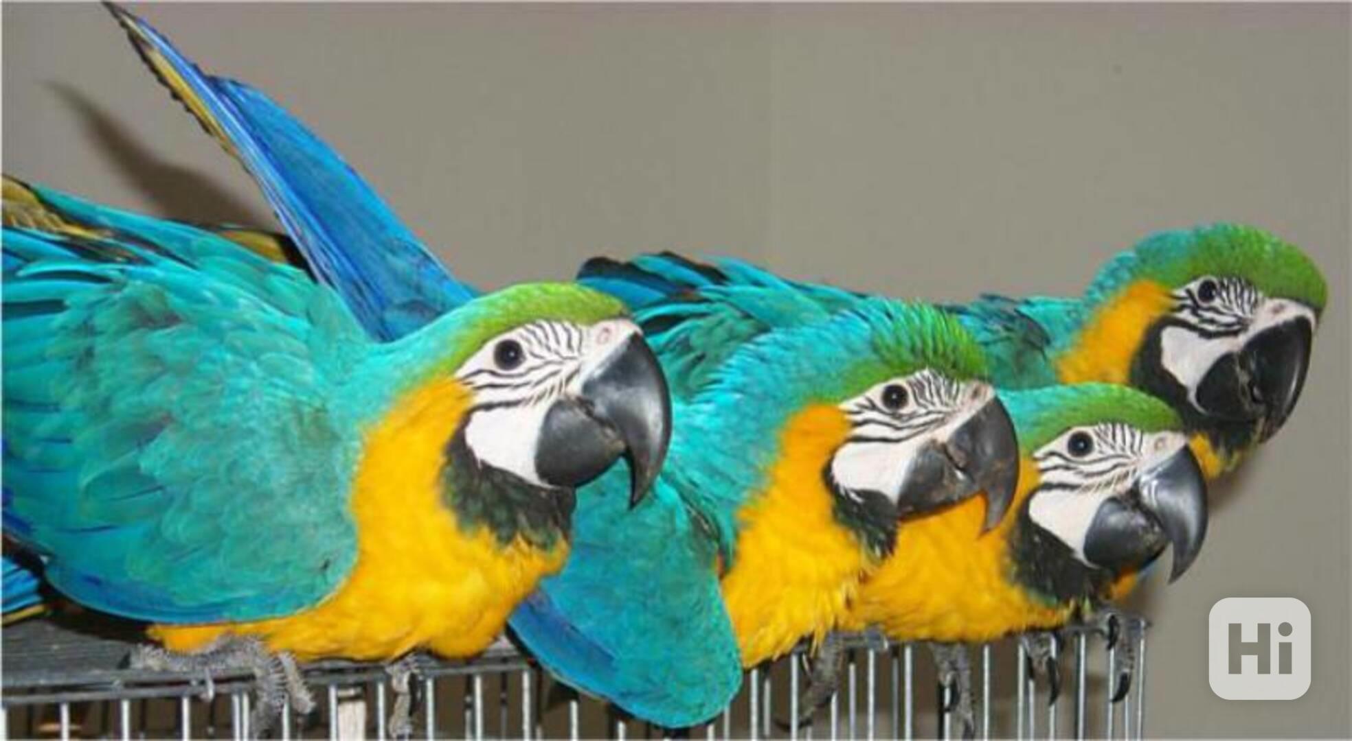 Ptáci hyacintoví ara k opětovnému ukořistění v milujícím DOM - foto 1